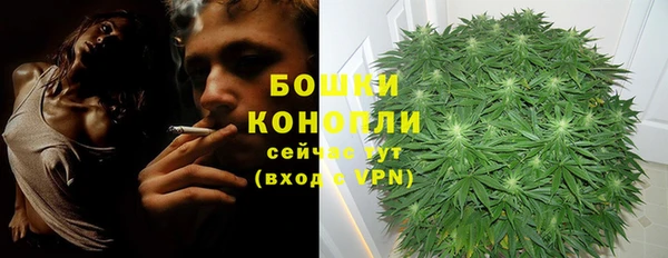 шишки Аркадак